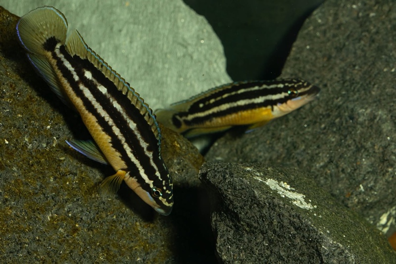 Julidochromis sp. 'ornatus uvira' Uvira